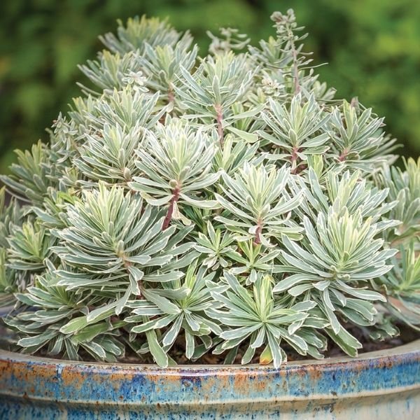 Silver Swan Euphorbia - Nature Hills Nursery - #1 Container 2 Pack - 
