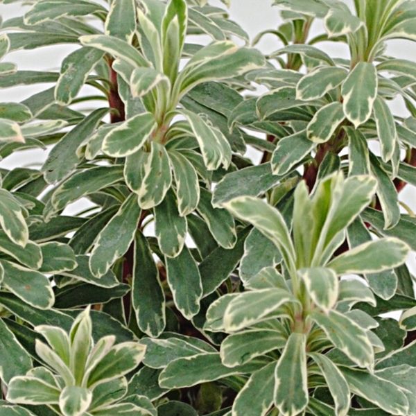 Silver Swan Euphorbia - Nature Hills Nursery - #1 Container 2 Pack - 
