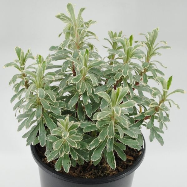 Silver Swan Euphorbia - Nature Hills Nursery - #1 Container 2 Pack - 