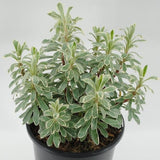 Silver Swan Euphorbia - Nature Hills Nursery - #1 Container 2 Pack - 