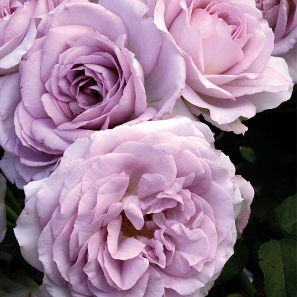 Silver Lining&trade; Floribunda Rose