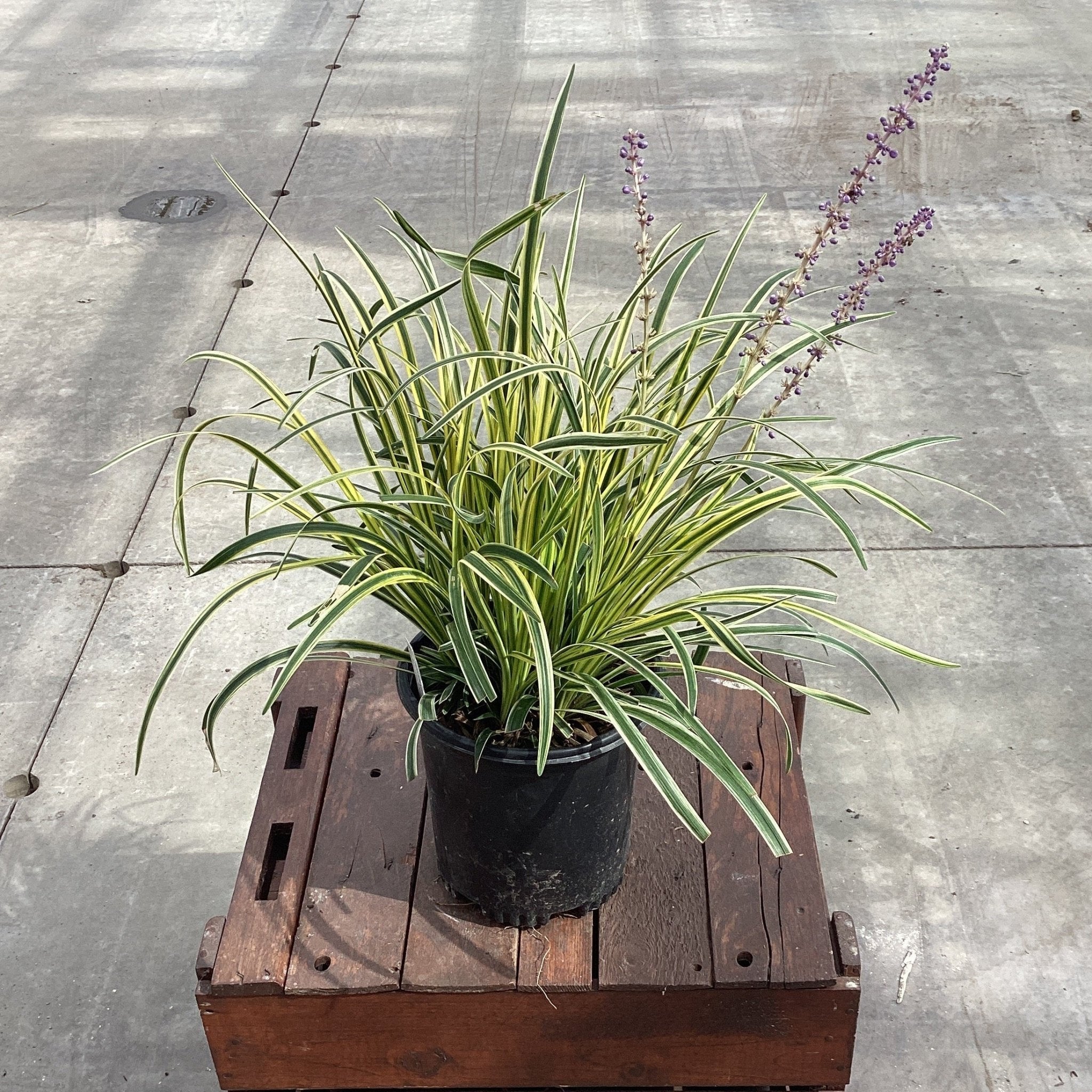 lily turf plant indoor Silvery Sunproof Liriope