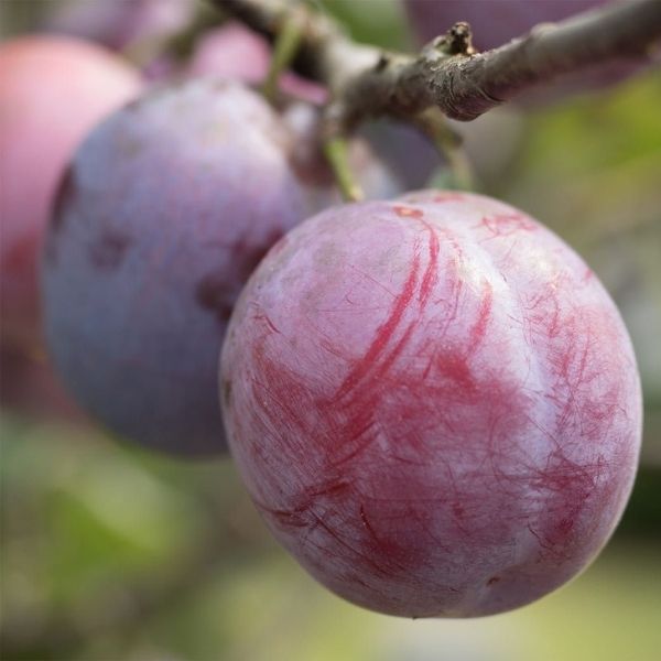 Simka Plum - Nature Hills Nursery - Paper Pot 4 - 5 Feet - 