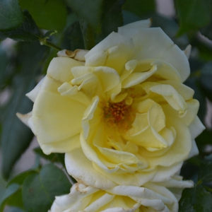 Simply Color® Grandiflora Rose (Rosa x 'Simply Color'), a shrub featuring yellow flowers and deciduous.