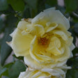 Simply Color&reg; Grandiflora Rose - Nature Hills Nursery - #3 Container - 