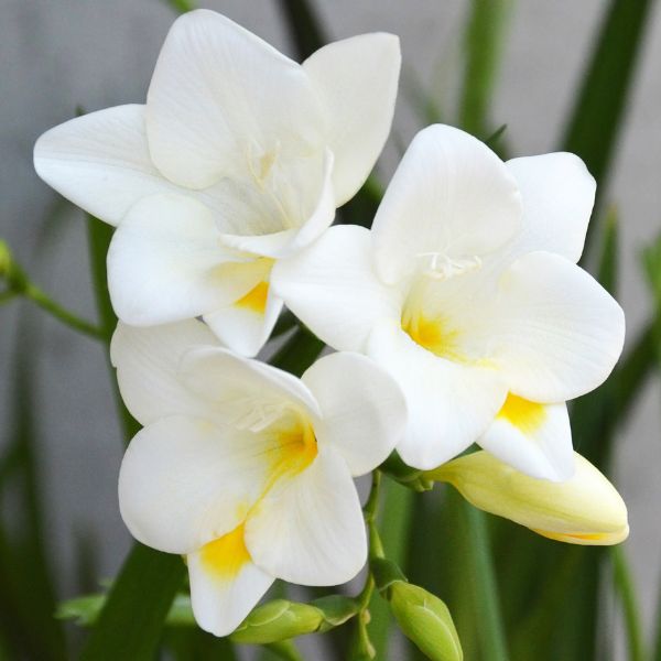 Single White Freesia