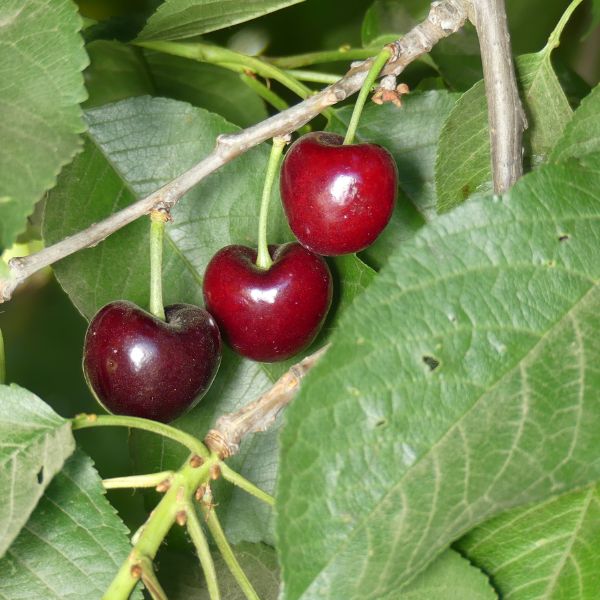 Skeena Cherry Tree - Nature Hills Nursery - Paper Pot 4 - 5 Feet - 