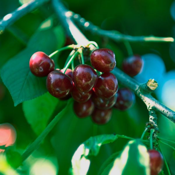 Skeena Cherry Tree - Nature Hills Nursery - Paper Pot 4 - 5 Feet - 