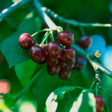 Skeena Cherry Tree - Nature Hills Nursery - Paper Pot 4 - 5 Feet - 