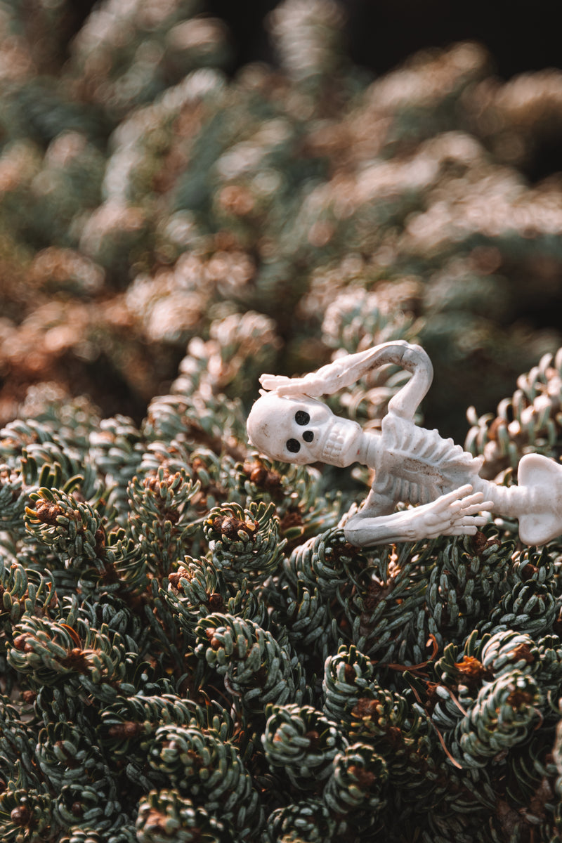 Small white plastic skeleton toy resting among dense green conifer shrub branches for a Halloween seasonal display.
