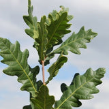 Skinny Genes® Oak Tree - Tree - Nature Hills Nursery - 15 Container 7 - 8 Feet - 