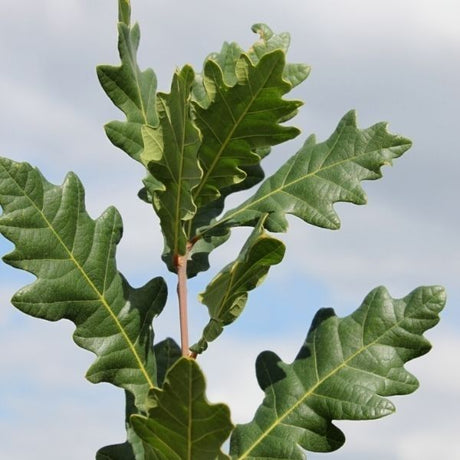 Skinny Genes® Oak Tree - Tree - Nature Hills Nursery - 15 Container 7 - 8 Feet - 