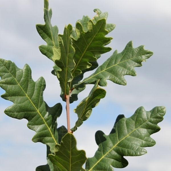 Skinny Genes® Oak Tree - Tree - Nature Hills Nursery - 15 Container 7 - 8 Feet - 