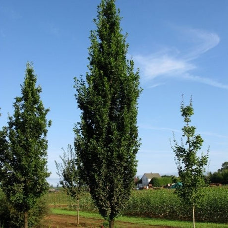 Skinny Genes® Oak Tree - Tree - Nature Hills Nursery - 15 Container 7 - 8 Feet - 