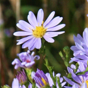 Sky Blue Aster - Nature Hills Nursery - 2x2x3 Inch Container 3 Pack - 