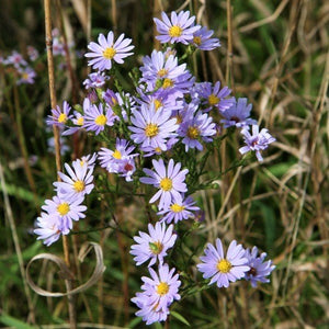 Sky Blue Aster - Nature Hills Nursery - 2x2x3 Inch Container 3 Pack - 