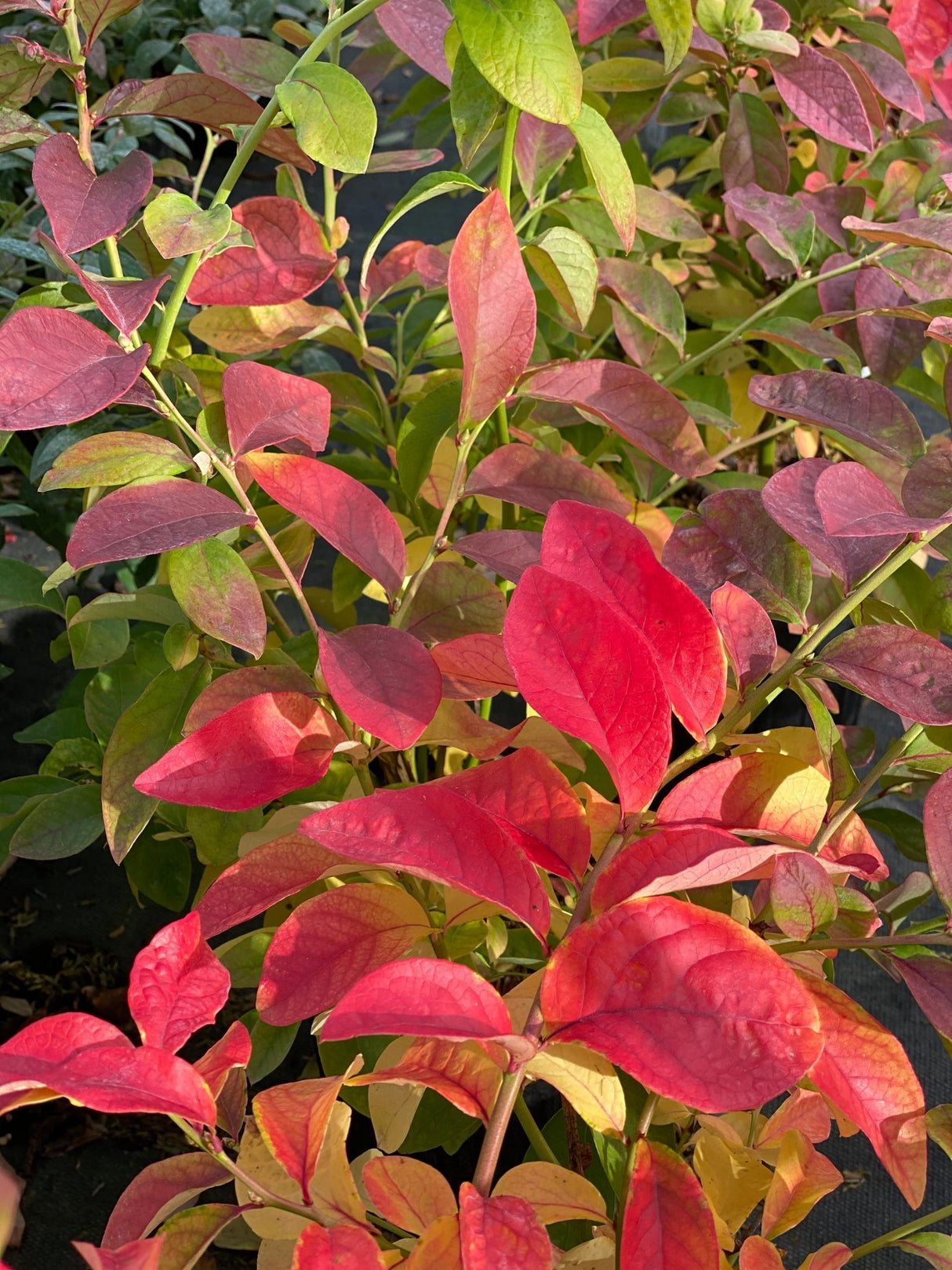 Sky Dew Gold Blueberry shrub, side view