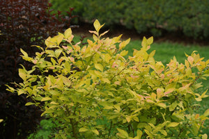 Sky Dew Gold Blueberry shrub, detail view