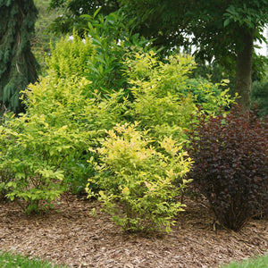 Sky Dew Gold Blueberry shrub, lifestyle view