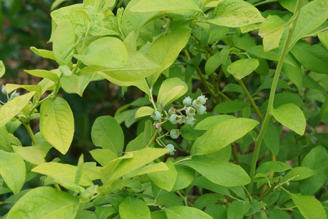 Sky Dew Gold Blueberry shrub, garden view