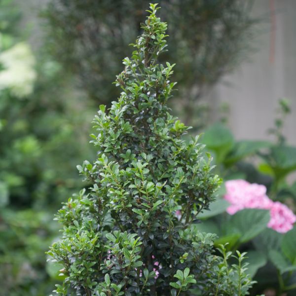 Sky Box™ Japanese Holly | Compact Evergreen Hedge | Nature Hills
