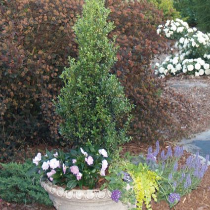 Sky Box™ Japanese Holly | Compact Evergreen Hedge | Nature Hills
