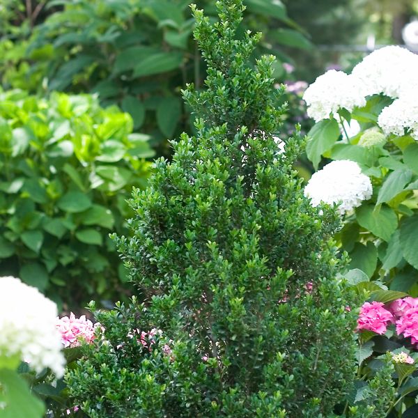 Sky Box™ Japanese Holly | Compact Evergreen Hedge | Nature Hills