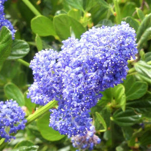 Skylark California Lilac - Nature Hills Nursery - #5 Container - 