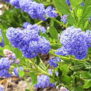 Skylark California Lilac - Nature Hills Nursery - #5 Container - 