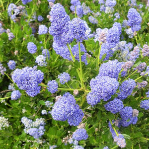 Skylark California Lilac - Nature Hills Nursery - #5 Container - 