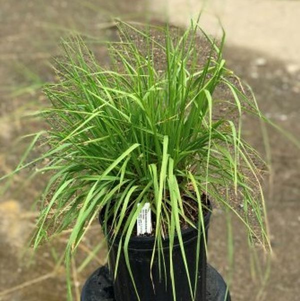 Skyracer Purple Moor Grass - Nature Hills Nursery - #2 Container - 