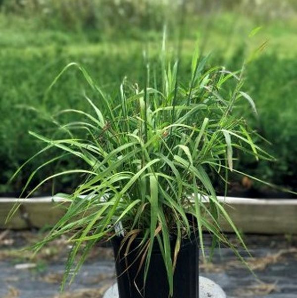 Skyracer Purple Moor Grass - Nature Hills Nursery - #2 Container - 
