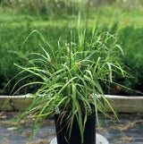 Skyracer Purple Moor Grass - Nature Hills Nursery - #2 Container - 