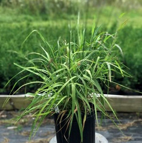 Skyracer Purple Moor Grass - Nature Hills Nursery - #2 Container - 