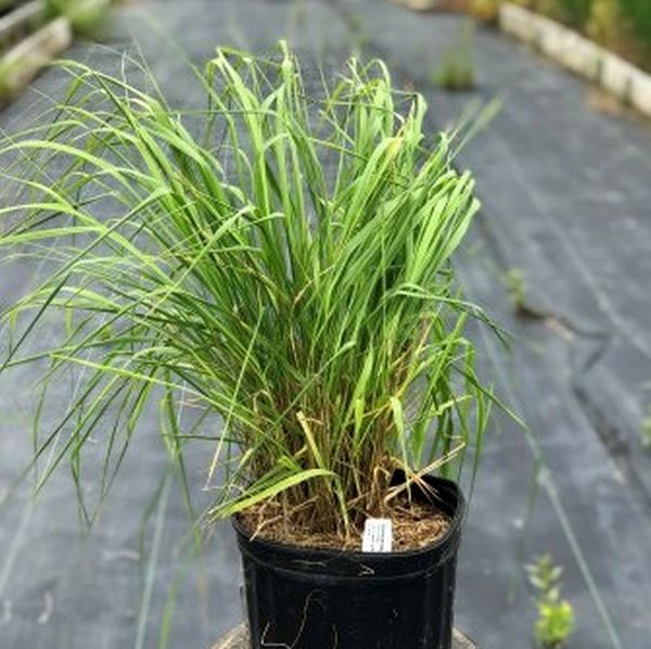 Skyracer Purple Moor Grass - Nature Hills Nursery - #2 Container - 