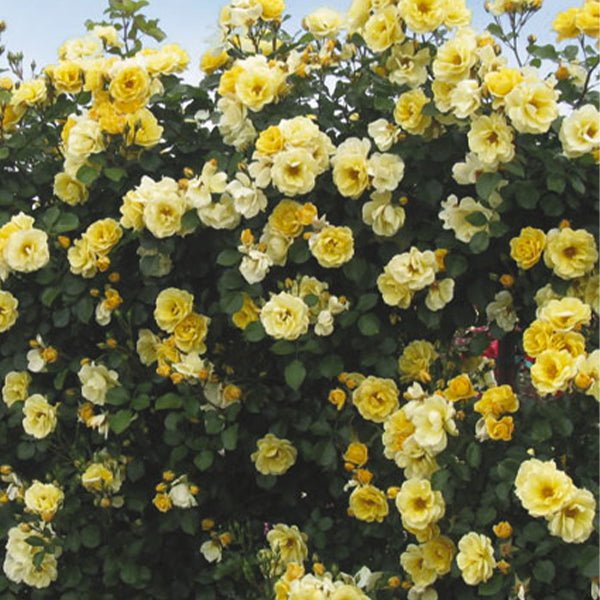 Sky's the Limit Climbing Rose - Nature Hills Nursery - #2 Container - 