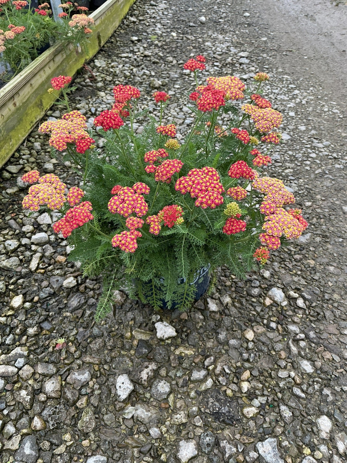 SkySail Fire Yarrow compact upright habit in full bloom