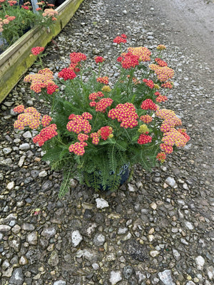 SkySail Fire Yarrow compact upright habit in full bloom