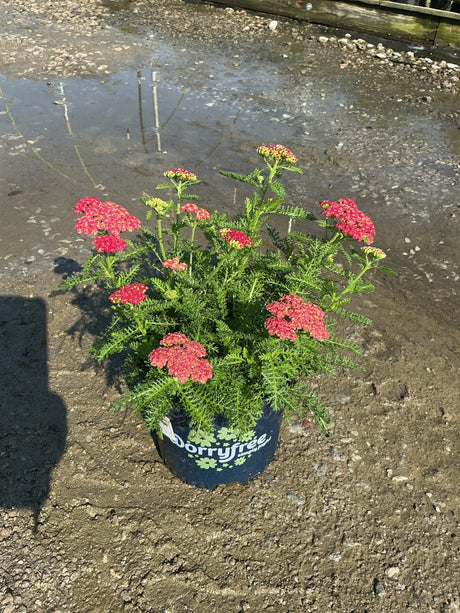 SkySail Fire Yarrow in bloom with flat clusters of scarlet flowers