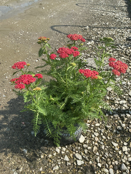 SkySail Fire Yarrow scarlet flower heads over ferny green foliage