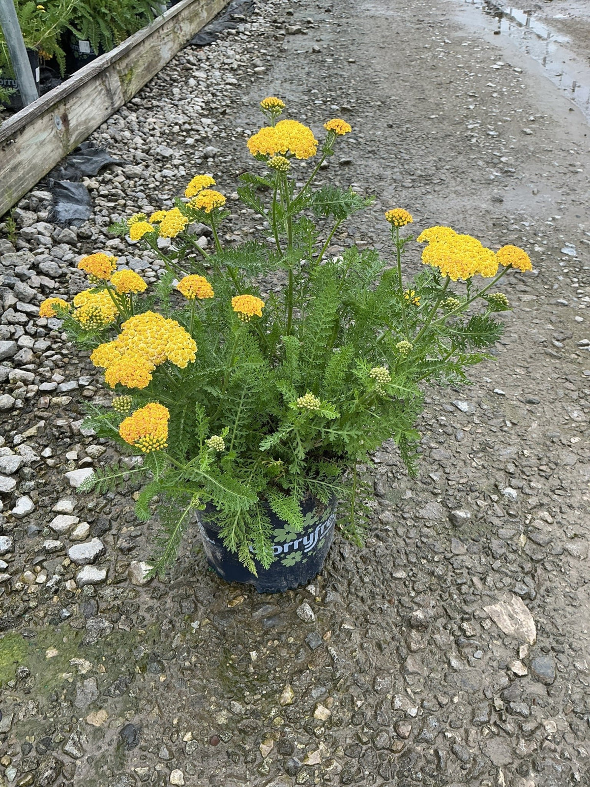 Close view of SkySail Yellow Yarrow lemon yellow flower cluster