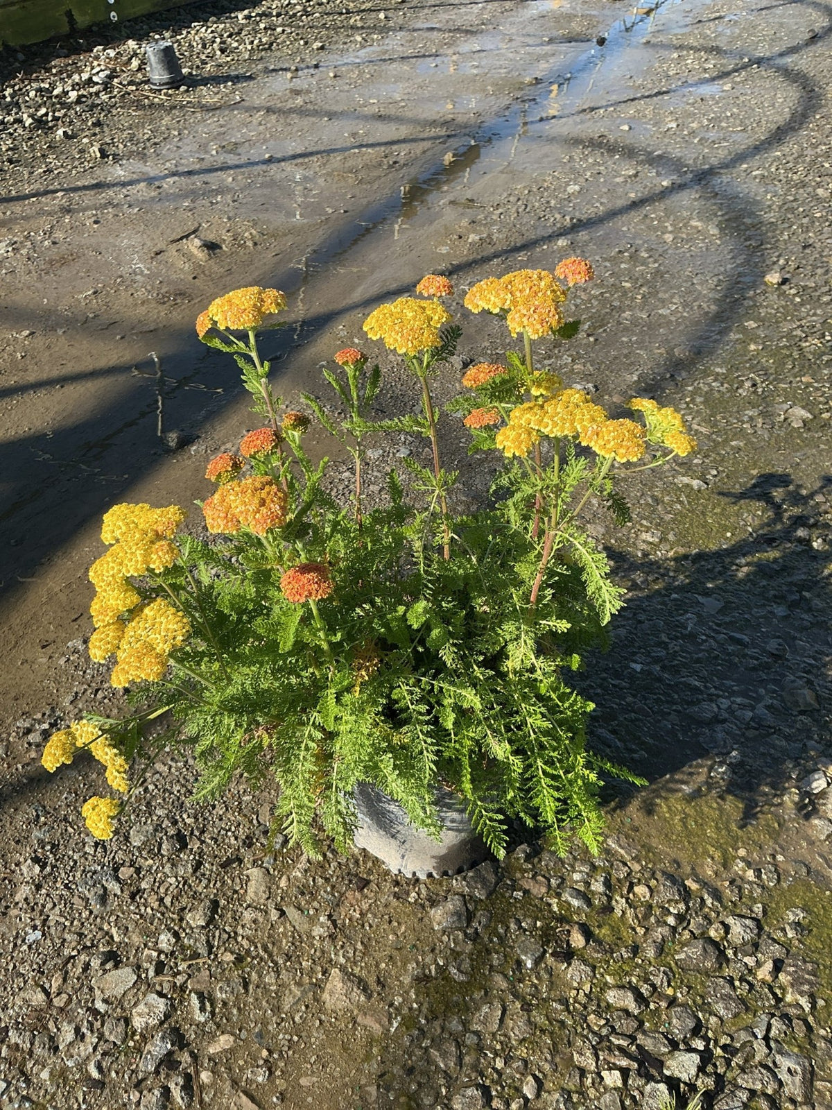 SkySail Yellow Yarrow perennial with late season yellow blooms