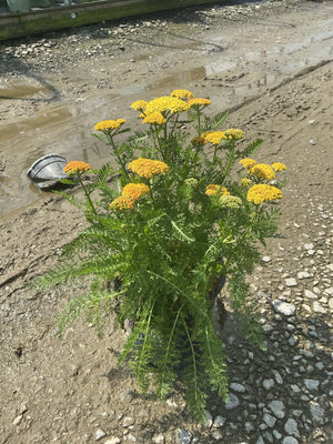 SkySail Yellow Yarrow in bloom with flat clusters of lemon yellow flowers