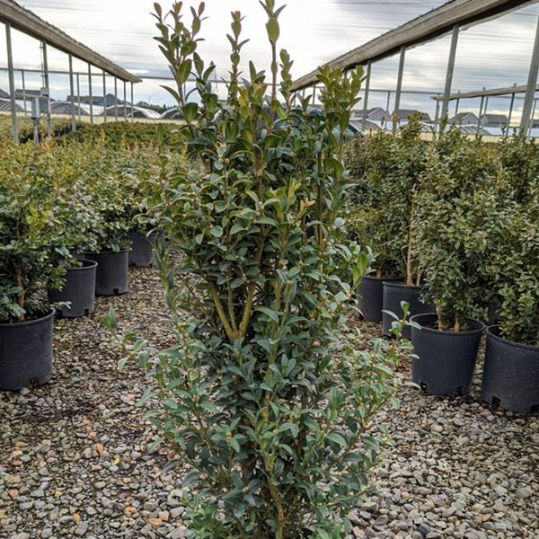 Skywalker Boxwood - Nature Hills Nursery - #2 Container - 