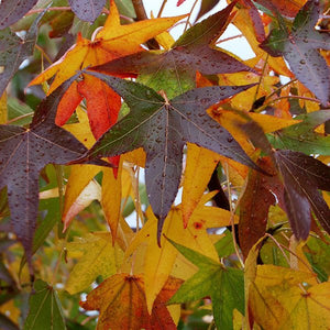 Deciduous foliage of Slender Silhouette Sweetgum (Liquidambar styraciflua 'Slender Silhouette') in a garden setting.