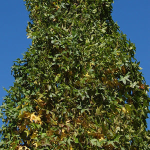 Slender Silhouette Sweetgum Tree - Nature Hills Nursery - 4 - 5 Feet Bareroot - 