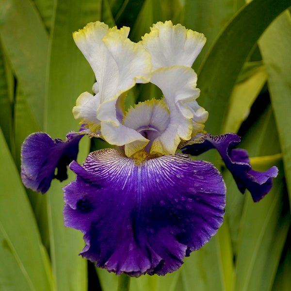 Slovak Prince Tall Bearded Iris - Nature Hills Nursery - Bare Root Iris - 