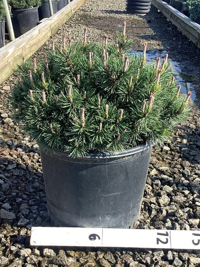 Slowmound Mugo Pine - Bush - Nature Hills Nursery - 3 Container - 