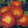 Smoke Rings&trade; Miniature Rose - Nature Hills Nursery - #2 Container - 