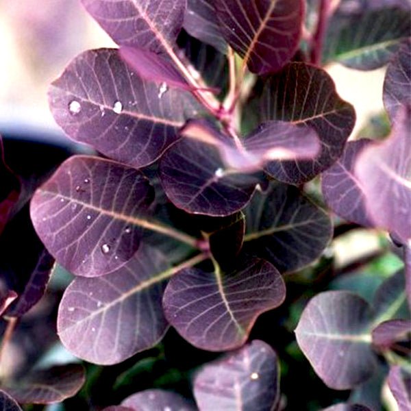 Close-up of purple, pink cotinus flowers on Royal Purple Smokebush blooming in early summer to late summer.